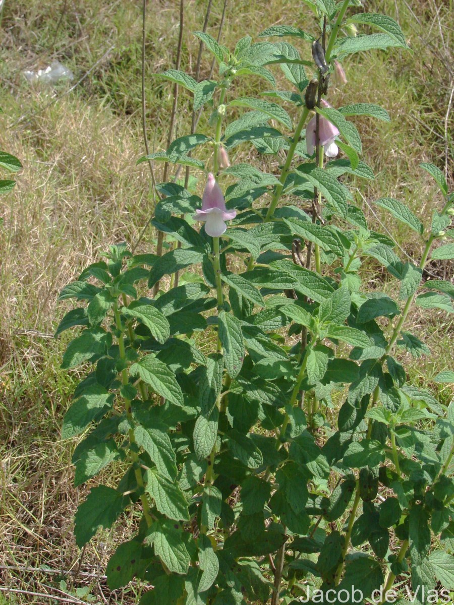 Sesamum radiatum Thonn. ex Hornem.